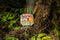 Undergrove
